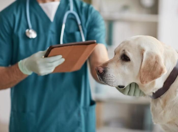 What Should I Expect After My Dog Is Neutered?