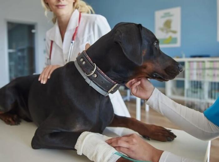 Hernia Repair In Dogs: Everything Pet Parents Need To Know About!