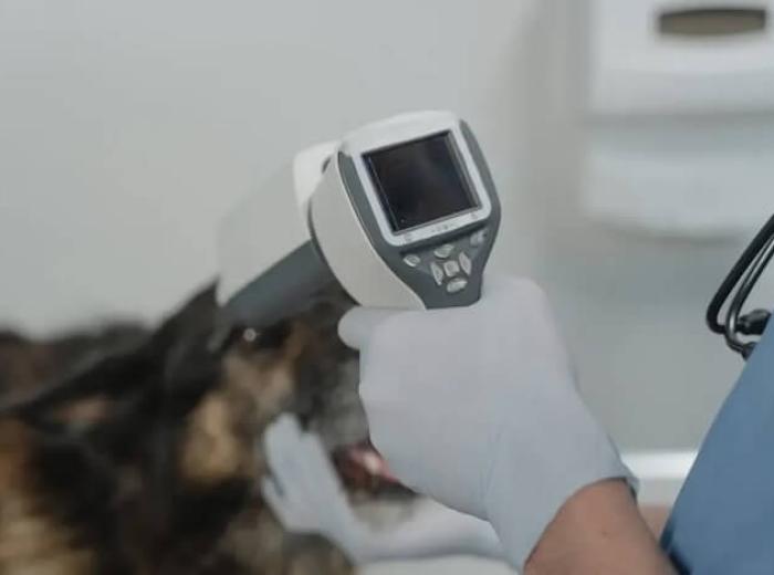 7 Tips To Prepare Your Canine Friend For A Dog X-Ray