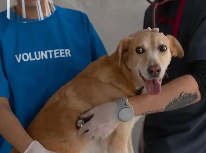 Understanding Dog Pain Relief: Early Signs, Causes & Treatments