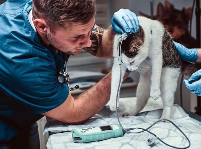 How Do I Choose The Best Exotic Animal Hospital Near Me For My Pet?