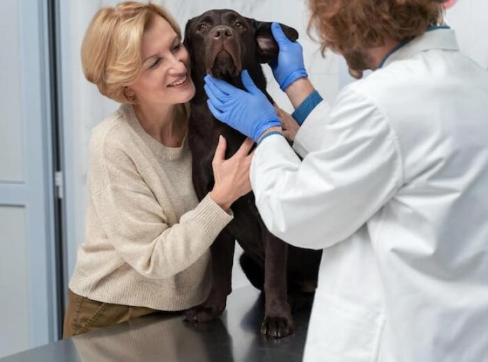 12 Reasons Why Regular Check-Ups Are Essential For Older Pets