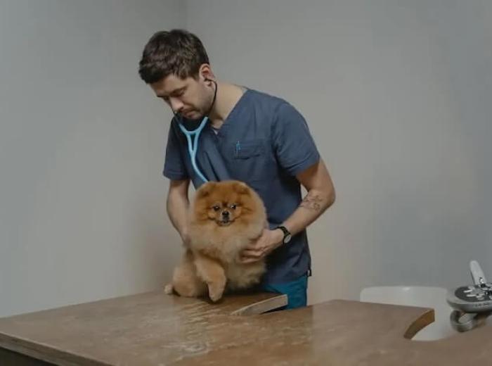 8 Ways A Fair Lawn Veterinary Hospital Can Help Extend Your Pet's Life