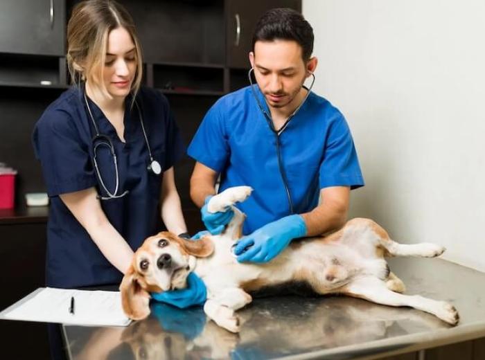 7 Common Questions About Pet X-Rays Answered