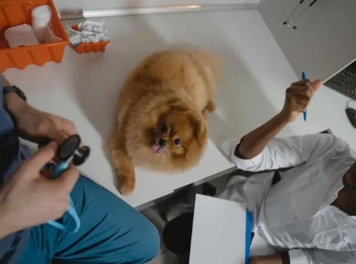 Understanding Cat Exams: When, Why, And How Often To Schedule Vet Visits
