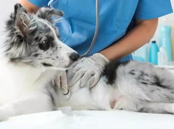 5 Signs Your Pet May Need Dental Care