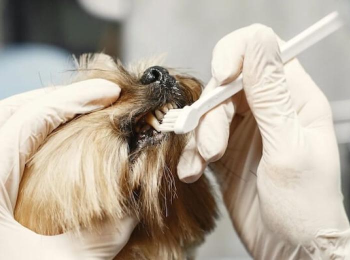 What Does Advanced Orthopedics Involve In Veterinary Care?