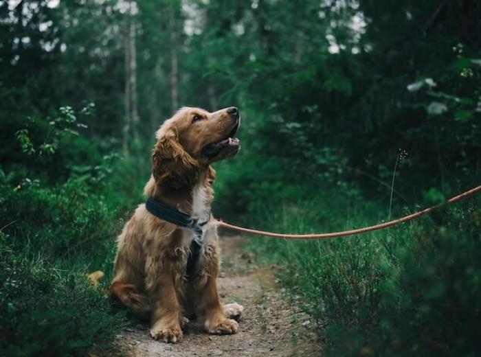 The Role Of Supplements In Canine Nutrition