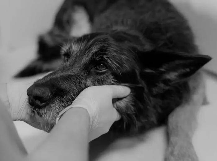 A Pet Owner's Guide To Dog Fracture Repair And Recovery