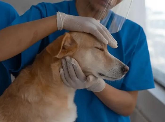 Why Professional Dog Fracture Repair Is The Best Choice?