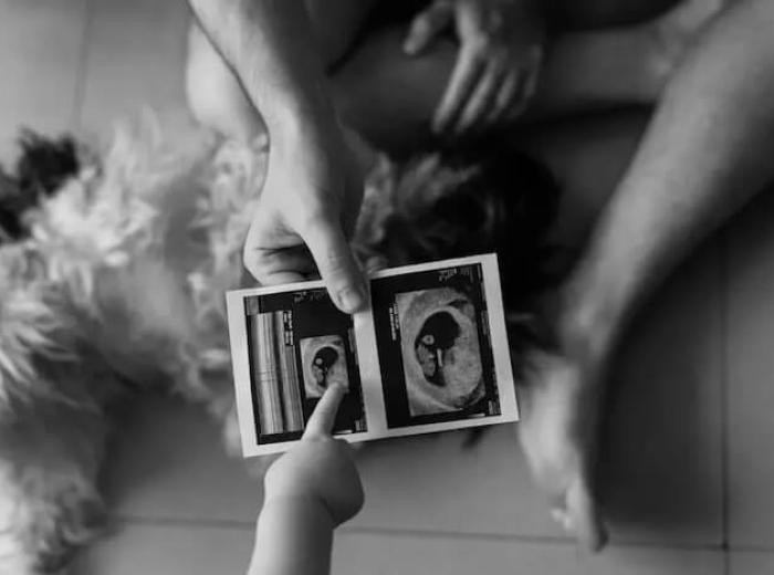 7 Benefits Of Regular Pet Ultrasound Exams In Fairlawn