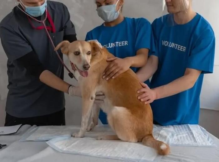 Exploring Pet Wellness With Fair Lawn Veterinary Experts