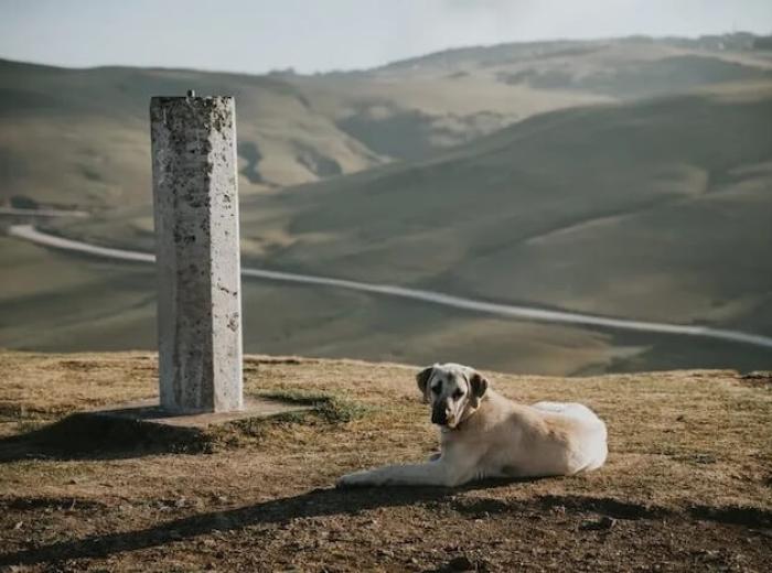 The Road To Recovery: Caring For Your Dog Post-ACL Surgery