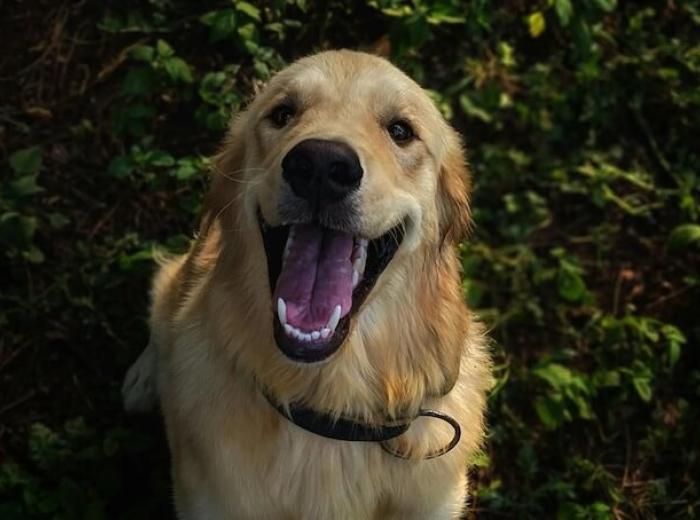 7 Best Practices For Post-Operative Dog Orthopedic Care