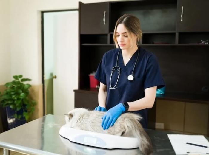 Veterinary Radiology Explained: How Imaging Technology Is Transforming Pet Care?