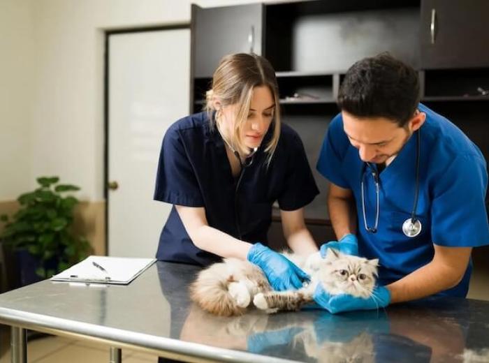 Expert Tips For Visiting An Emergency Vet In NJ: All You Need To Know!