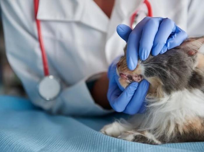 A Simple Pet Dental Care Guide By New Jersey Veterinarians