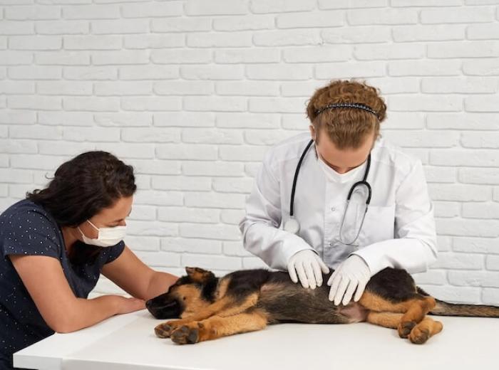How Pet Preventive Care Can Help Detect Silent Health Problems