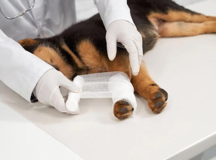 Pet Soft Tissue Surgery: How It Applies To Your Pet Today