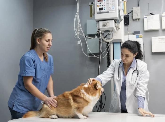 A Trusted Animal Hospital In Fairlawn, New Jersey: Visit Now!