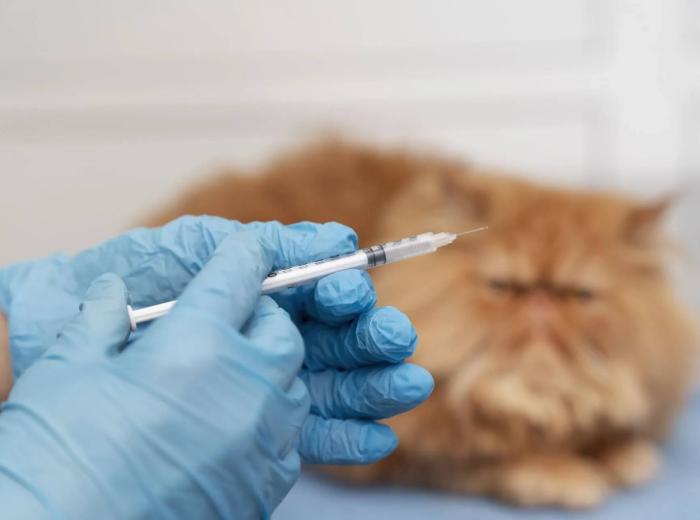 9 Essential Cat Vaccines To Protect Your Feline Friend