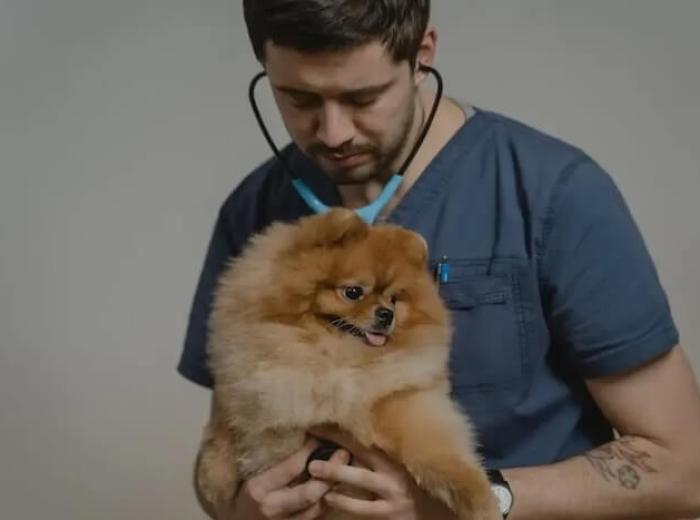 5 Ways Veterinary Boarding Can Benefit Your Pet's Health