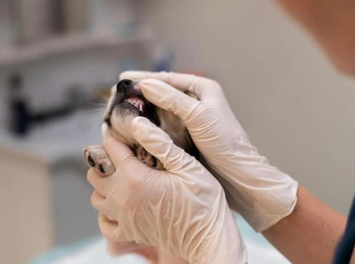 How Often Should I Schedule Veterinary Dental Services For My Cat Or Dog?