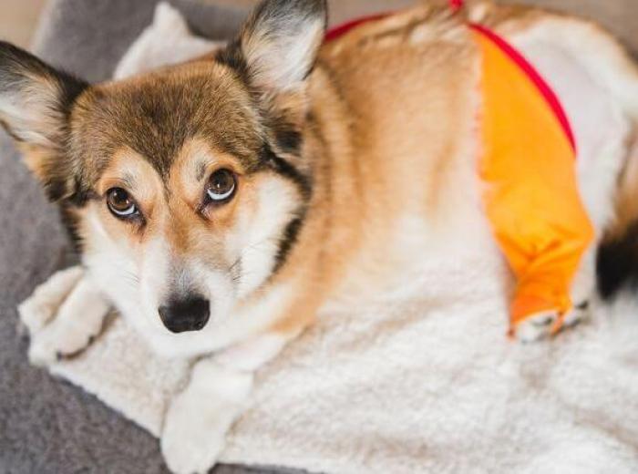 How to Ensure A Smooth Recovery From Canine Orthopedic Surgery