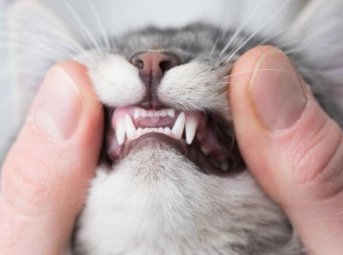 Feline Tooth Resorption: The Painful Dental Disease Owners Can’t See