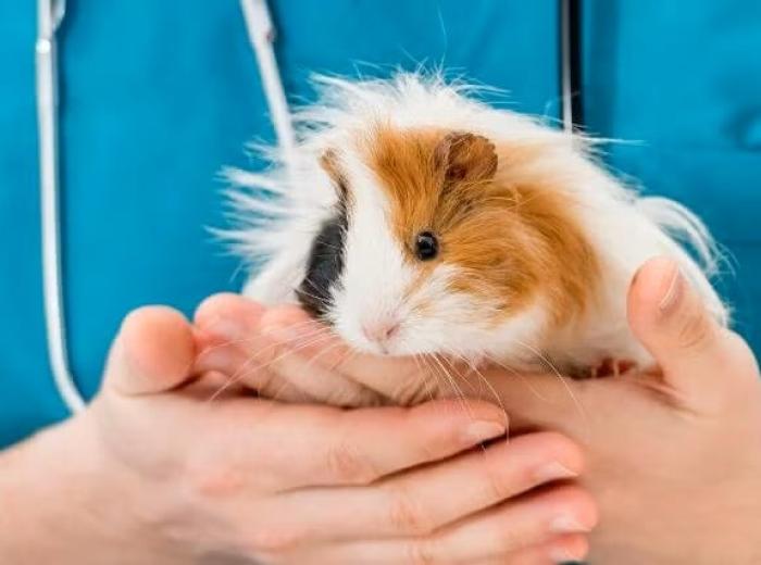 Dos and Don’ts of Guinea Pig Care You Might Not Know