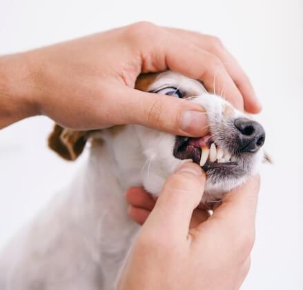 Advanced Dentistry