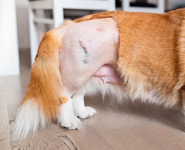 Hip Surgery
