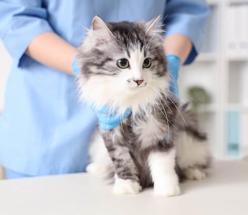 Primary & General Care