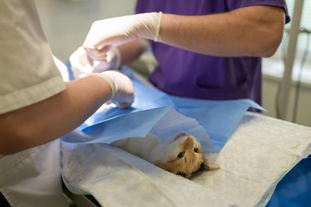 Soft Tissue Surgery