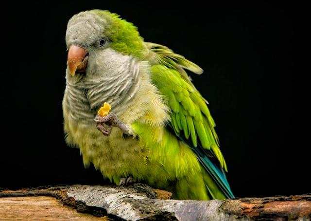 Exotic Pet Care